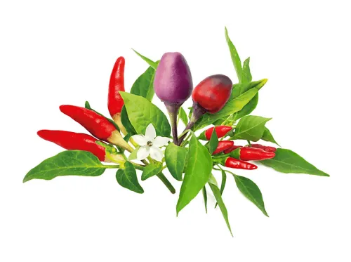 Plantas para jardinera inteligente | ME ME ME Chilli Pepper Mix, Verde, Rojo, Violeta, Blanco